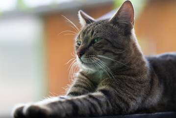 Cat portrait with grey background and green eyes