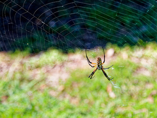 The Yellow Garden Spider or Argiope Aurantia on a freshly spun web from a hedge bush to  the grass...