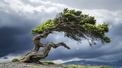 A lone, windswept tree stands dramatically against a stormy sky, showcasing resilience and beauty in nature's harsh conditions.