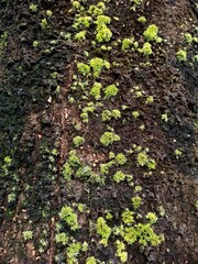 Growing of moss on tree bark, these mosses cause fungal diseases among trees