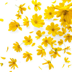 Scattered Yellow Flowers and Petals on a Transparent Background