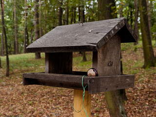 Wooden bird feeder stands in a serene forest setting surrounded by autumn foliage, inviting wildlife to gather and feed