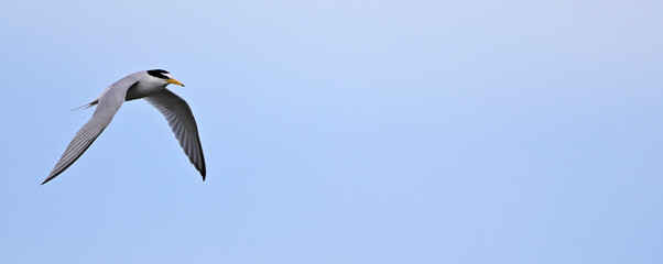 Zwergseeschwalbe // Little tern (Sternula albifrons) © bennytrapp