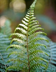 Isolated fern leaf with depth of field capturing delicate fronds and natural elegance