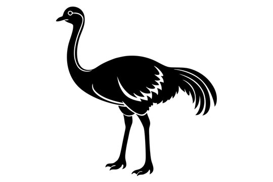 recommend clip art: Emu silhouette vector, ostrich emu bird vector illustration 