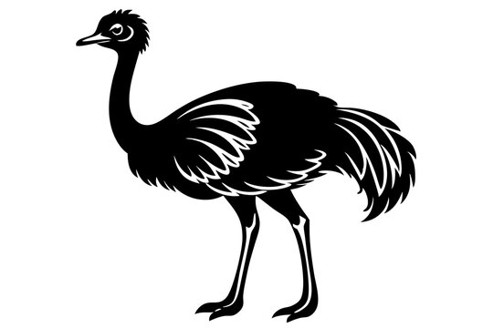 recommend clip art: 
                    Emu bird vector silhouette, ostrich emu bird vector illustration 