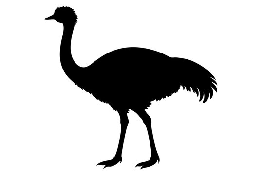 recommend clip art: 
                    Emu bird vector silhouette, ostrich emu bird vector illustration 