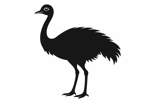 recommend clip art: Emu silhouette vector, ostrich emu bird vector illustration 
