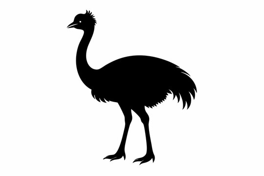 recommend clip art: 
                    Emu bird vector silhouette, ostrich emu bird vector illustration 