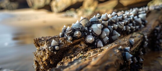 A Shallow Focus Closeup Shot Of Goose Barnacles On A Log In The Beach Goose Barnacles Barnacle On Plastic Crate At Sea Beach The Shell Named Goose Barnacles Non Focus Show Natural Goose Barnacles
