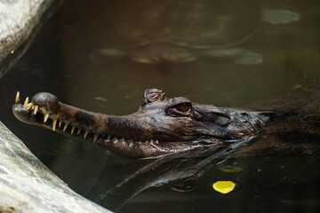 indian gharial in the water with a turtle behind it 