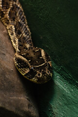 Venomous snake in the grass 