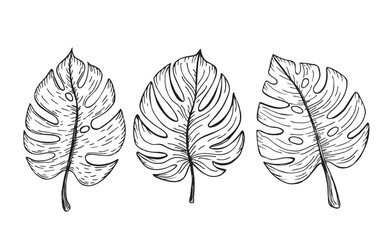 Set of tropical monstera leaves. Exotic plant Monstera Deliciosa. Palm leaf, branches hand drawn illustration © EVGENIY