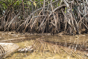 Close-up view of dense mangrove tree roots emerging from the shallow water, showcasing their...