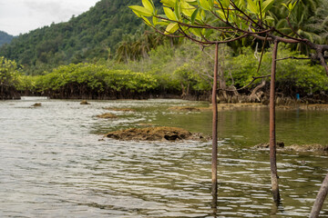close up, young mangrove trees with roots growing and sticking out in coastal waters behind lush mangrove forests and tropical forest mountains