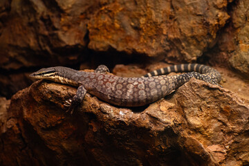 Kimberly Rock Monitor lying on a rock 