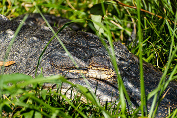 Sleeping alligator in the grass