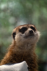 Close-up of a meerkat's face 