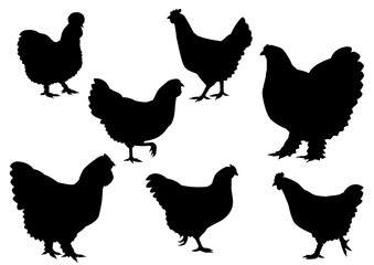 set of chicken silhouette