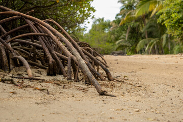 Wide mangrove tree roots stick into the clean beach sand. The wallpaper concept has a nature and...