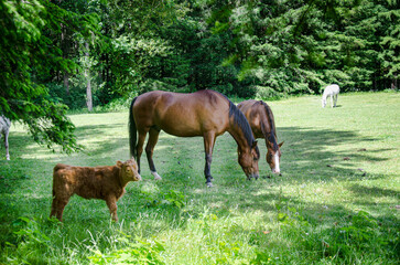 Naklejka premium Horses and calf grazing in a ranch