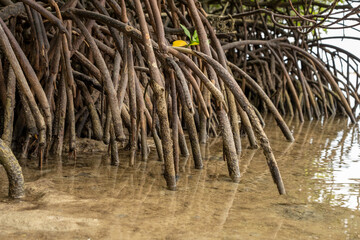 mangrove root network that grows abundantly in the coastal waters of Indonesia, Asia. concept of beach conservation and world mangrove day