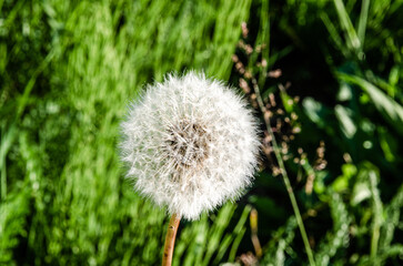 Wild white fluffy dandalion flowers of Fraser Valley found at Mission, BC, Canada