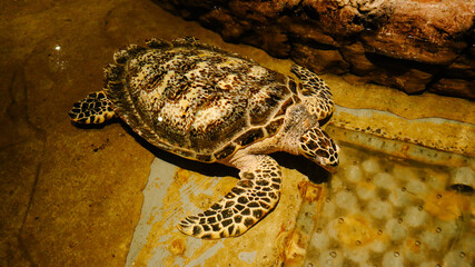Obraz premium A sea turtle inside a realistic aquarium inside Sea World near Jakarta, Indonesia.