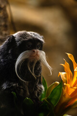 Emperor tamarin looking at a yellow flower 