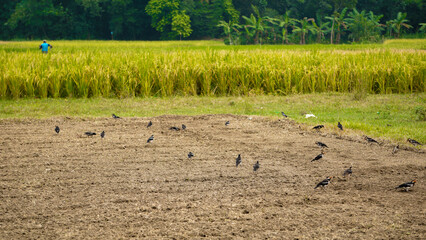 Flock of Shalik birds. A flock of myna birds forage for food next to a green paddy field.