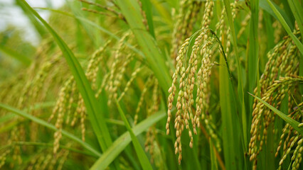 Better quality narrow rice seeds. An enhanced image of green raw ripe rice seeds.