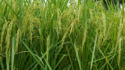 Fototapeta premium Rice fields of Bangladesh. Better quality narrow rice seeds. An enhanced image of green raw ripe rice seeds.