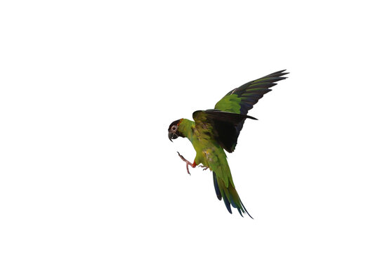 Beautiful flying Nandy parakeet isolated on transparent background png file