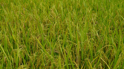 Rice fields of Bangladesh. Better quality narrow rice seeds. An enhanced image of green raw ripe rice seeds.