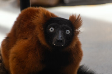 Red ruffed lemur staring straight ahead 