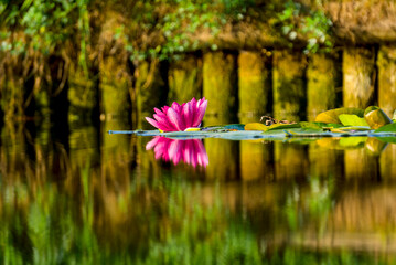 Pink water lily floating on a serene pond with reflections of surrounding greenery.