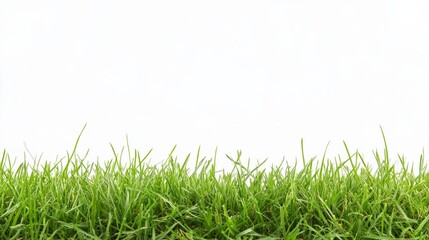 Fototapeta premium Lush Green Grass Meadow With Vibrant Fresh Foliage In Peaceful Natural Environment