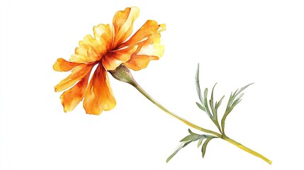 Osteospermum isolated