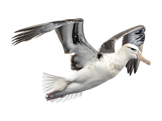 albatross in flight isolated on transparent background