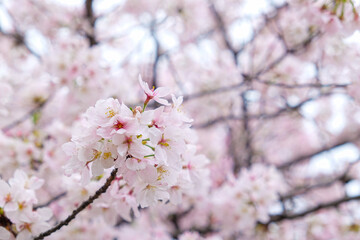 Obraz premium Pink sakura flower blossom bloom on tree branch winter season