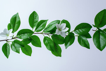 Fototapeta premium Green stemmed foliage design