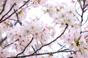 Fototapeta premium Pink sakura flower blossom bloom on tree branch winter season