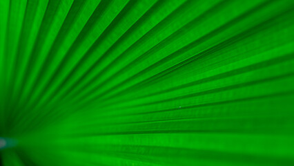 Obraz premium fan palm leaf. green leaf