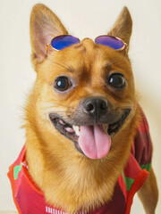 A dog is standing on a rock. The dog has a large orange in its mouth. The dog is looking at the camera. cute dog uses glasses
