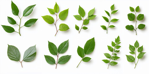 Variety of green leaves