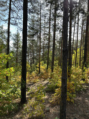 Sunlight filtering through tall pine trees in a serene forest landscape

