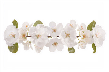 Obraz premium White floral border decoration