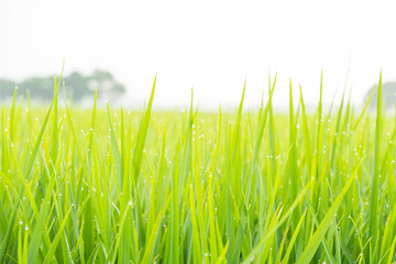 morning in the rice field. Green plantation scenery. dew blur in the countryside rice field. 