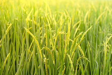 morning in the rice field. Green plantation scenery. dew blur in the countryside rice field. 