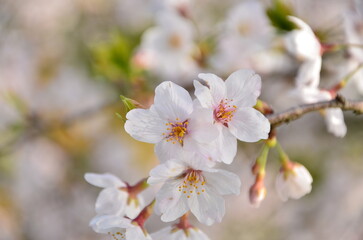 blossom in spring